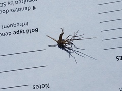 Toxorhynchites rutilus