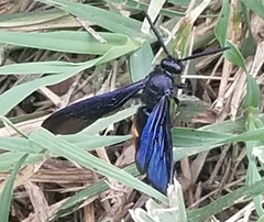 Scolia dubia dubia
