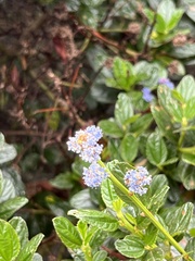 Ceanothus thyrsiflorus