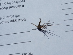 Toxorhynchites rutilus