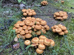 Kuehneromyces mutabilis