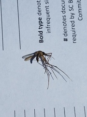 Toxorhynchites rutilus