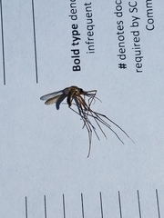 Toxorhynchites rutilus