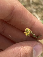 Bupleurum tenuissimum