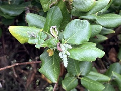 Garrya elliptica