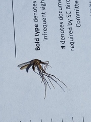 Toxorhynchites rutilus