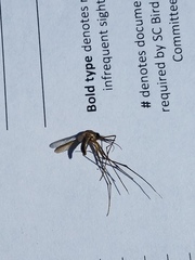 Toxorhynchites rutilus