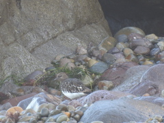 Arenaria melanocephala