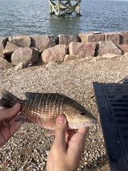 Lutjanus griseus