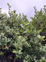 Garrya elliptica