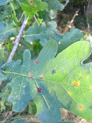 Neuroterus albipes