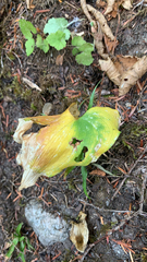 Maianthemum dilatatum