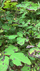 Vaccinium ovalifolium