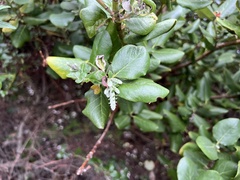 Garrya elliptica