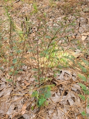 Chamaecrista deeringiana