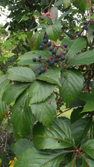 Parthenocissus quinquefolia