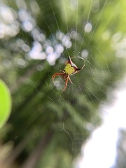 Micrathena sagittata
