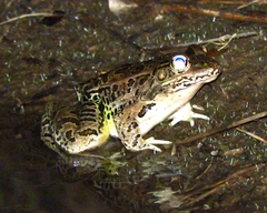 Lithobates magnaocularis