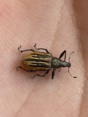 Diaprepes abbreviatus