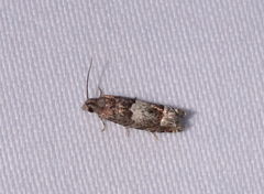Eucosma