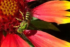 Agapostemon virescens