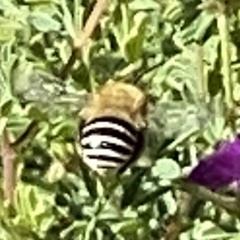Anthophora californica