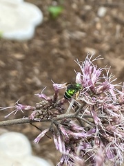 Agapostemon sericeus