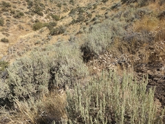 Artemisia tridentata