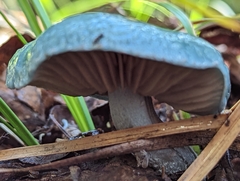 Stropharia aeruginosa