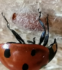 Dinocampus coccinellae