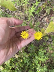 Croptilon divaricatum