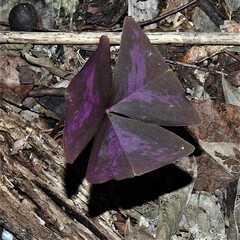 Oxalis triangularis