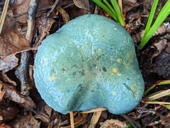 Stropharia aeruginosa