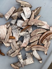 Leccinum albostipitatum