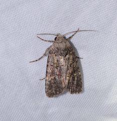 Lacinipolia renigera