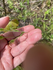 Croptilon divaricatum