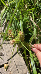 Carex retrorsa