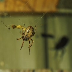 Larinioides cornutus