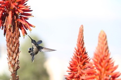 Sephanoides sephaniodes