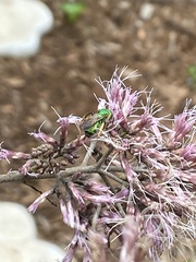 Agapostemon sericeus