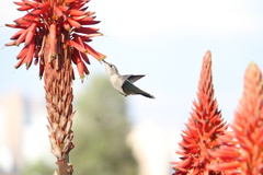 Sephanoides sephaniodes