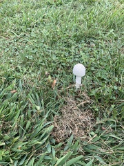 Saproamanita thiersii