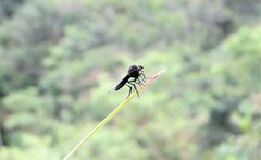 Holcocephala