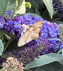 Heliothis