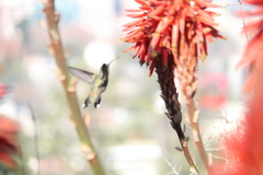 Sephanoides sephaniodes