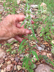 Monarda pectinata