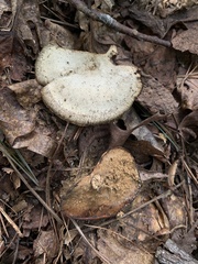 Cerioporus leptocephalus