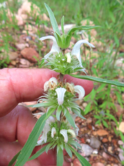 Monarda pectinata
