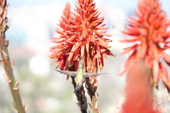 Sephanoides sephaniodes