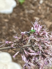 Agapostemon sericeus
